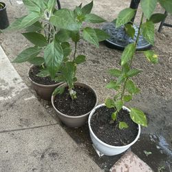 Chili Plants