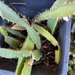 Yellow Passion Fruit Plant