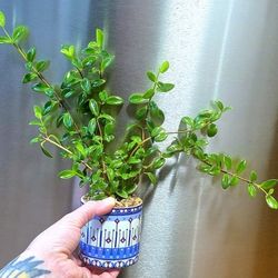 Potted Columnea Nematanthus Aka Goldfish Plant 