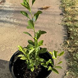 Calamansi Plant Air layered From Fruiting Mother Tree 3 Gallon
