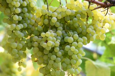 GRAPE WHITE MUSCAT from Moldova