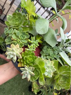 Beautiful Succulent garden