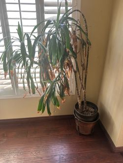 Dracaena plant