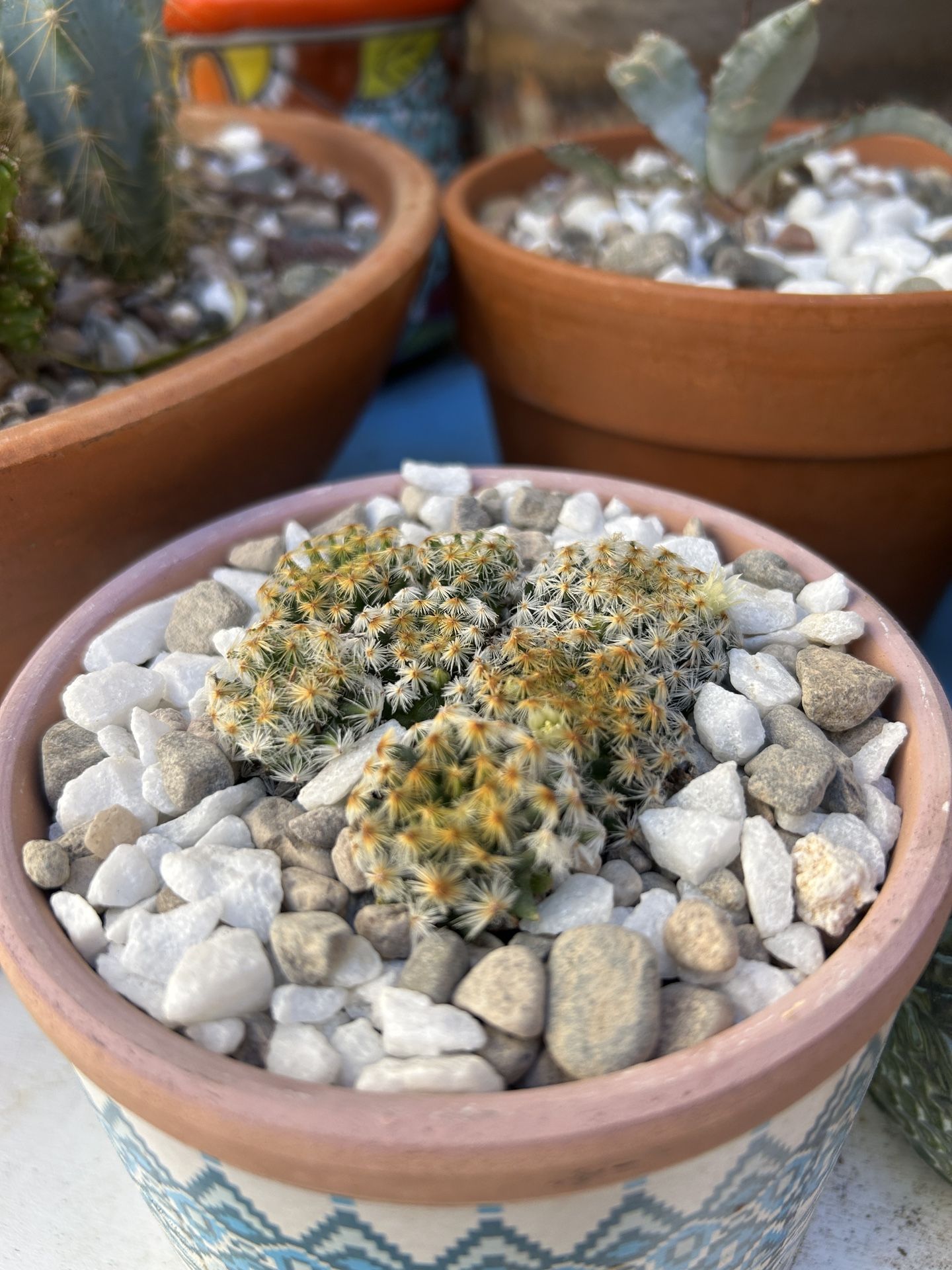 Mammillaria schiedeana