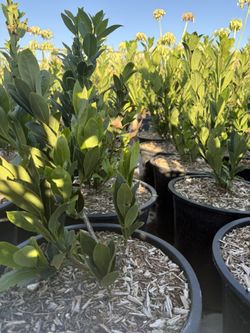 Bay Leaves/laurel