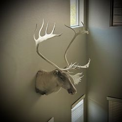 Deer Decoration Mount 