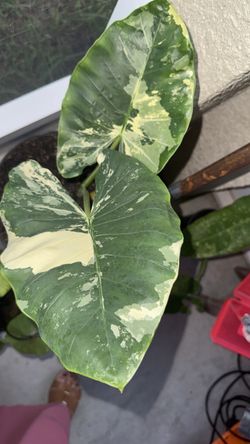 Plants for sale located in Wimauma