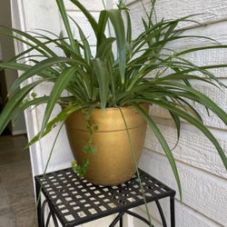Plant Decor 