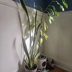 Plants - $15 each