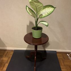 Dumb Cane Dieffenbachia with stand