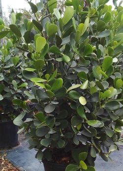 Beautiful Clusia Plants For Sale! Clusia In 15 Gallons Over 5' Feet Tall With 5 Steams For Only $40. Open Today!