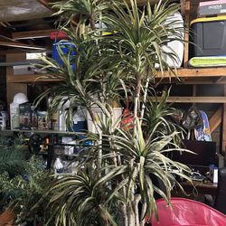 Artificial Plant