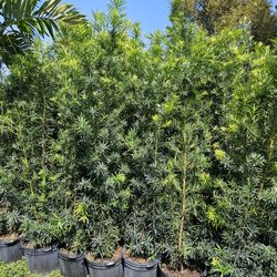 Podocarpus Over 6 Feet Tall Full Green  Fertilized  Ready For Planting Instant Privacy Hedge  Same Day Transportation 