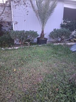 2 Sylvester  palms