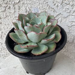 6 Inch Pot - Succulent Plant - Echeveria Colorata - Red Top Queen - Rooted & Established - Drought Resistant - 🪴