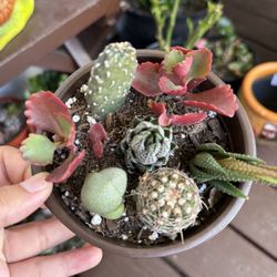 Succulent arrangement 