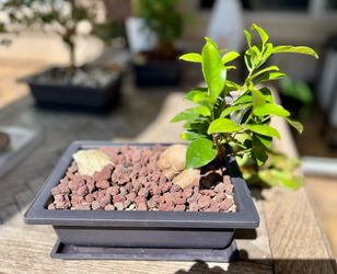 Bonsai Ginseng Ficus Father’s Day gift!