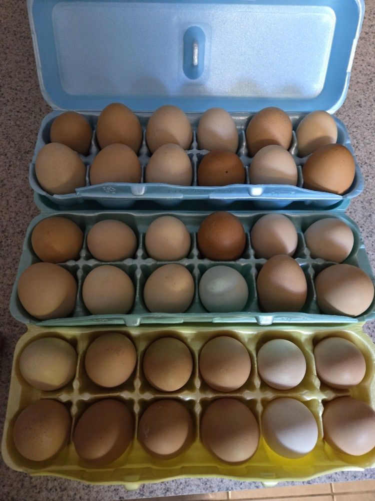 Fresh Farm Raised Chicken Eggs