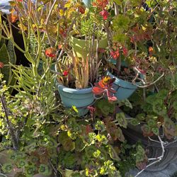 Pre Moving Plant Sale