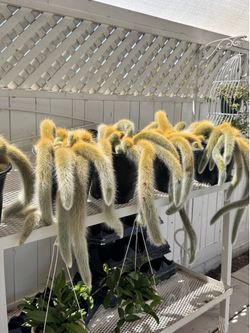 Monkey Tail in 2gal pot $45 each