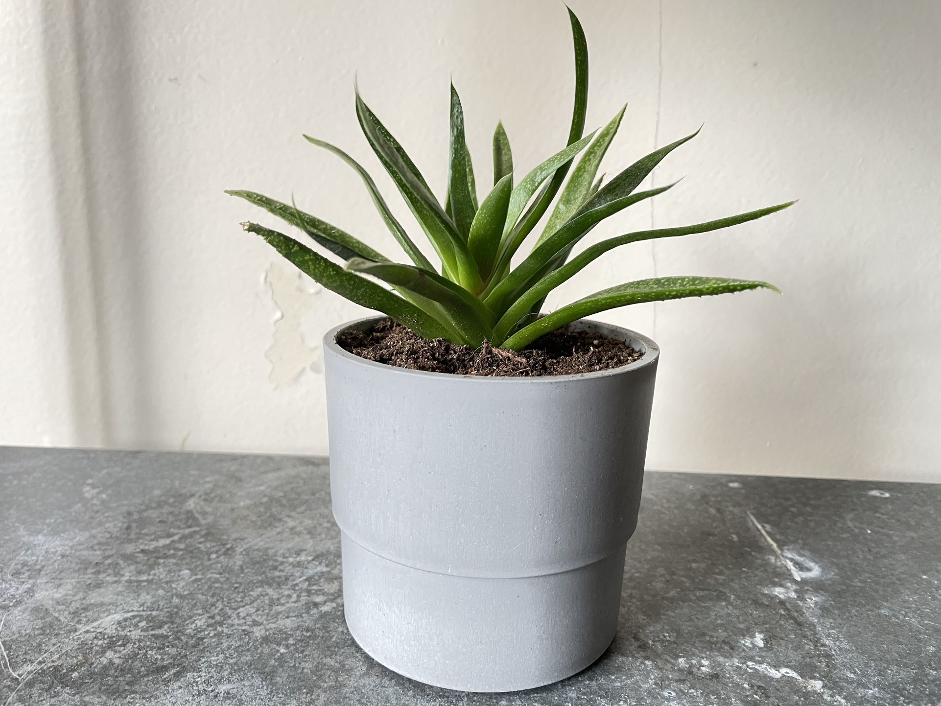 Potted Plant 🪴