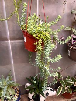 Donkey tail
