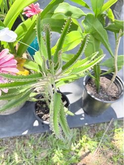 Kalanchoe plant