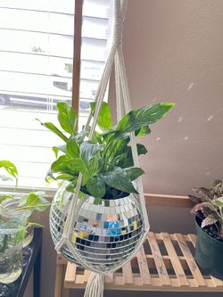 Variegated Peace Lily On Disco Ball