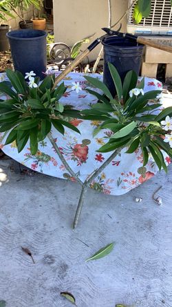 Plumeria Muy Bonieta Facil de Plantar $6.00
