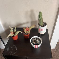 Cactus Plants 