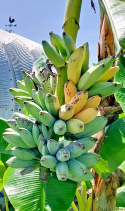 Blue Java Banana Tree 