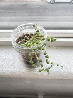 String of Pearls