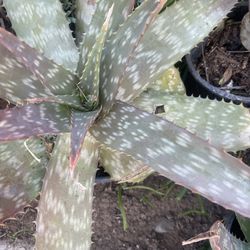 Aloe Vera For Garden One Plant $5