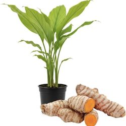 Turmeric Live Plant 2 Gallon