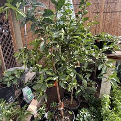 Tangerine 🍊 Freemont Trees 5F The Tall $60 Each Price Firm 