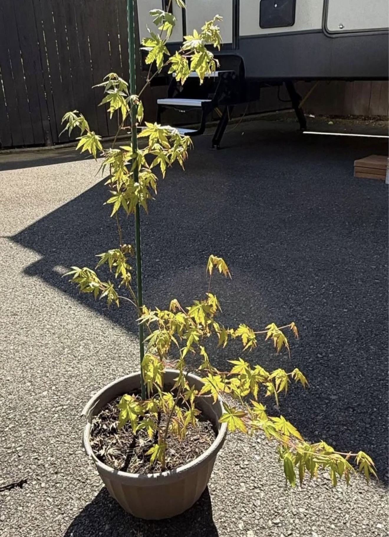 Japanese Maple Tree