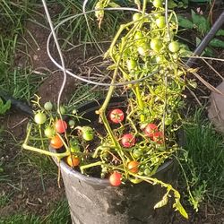 Tomatoes Plants