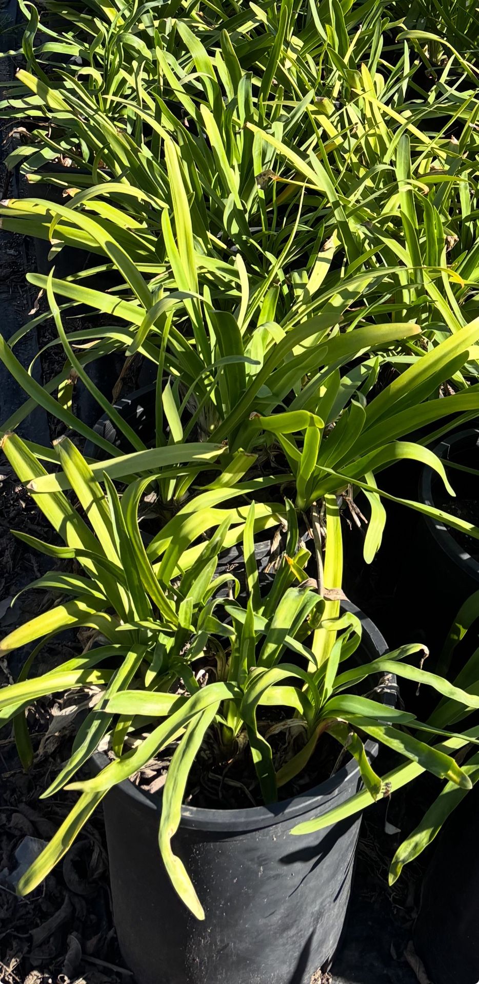 Lily Of The Nile / Agapantha Plant
