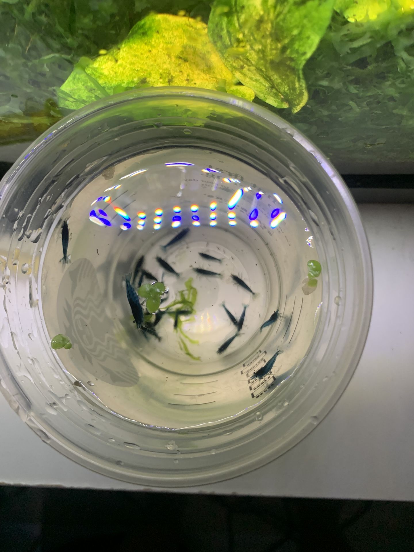 Aquarium / Fish Tank