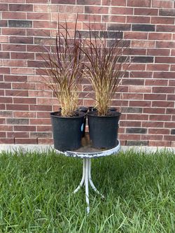 Purple Fountain Grass 
