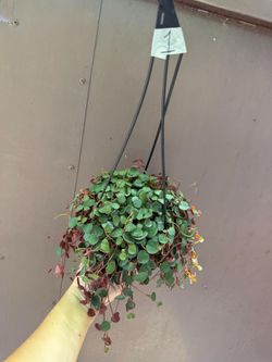 6” peperomia ruby cascade