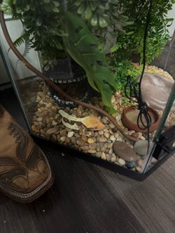 Gecko enclosure