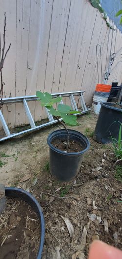 Fig Tree $20