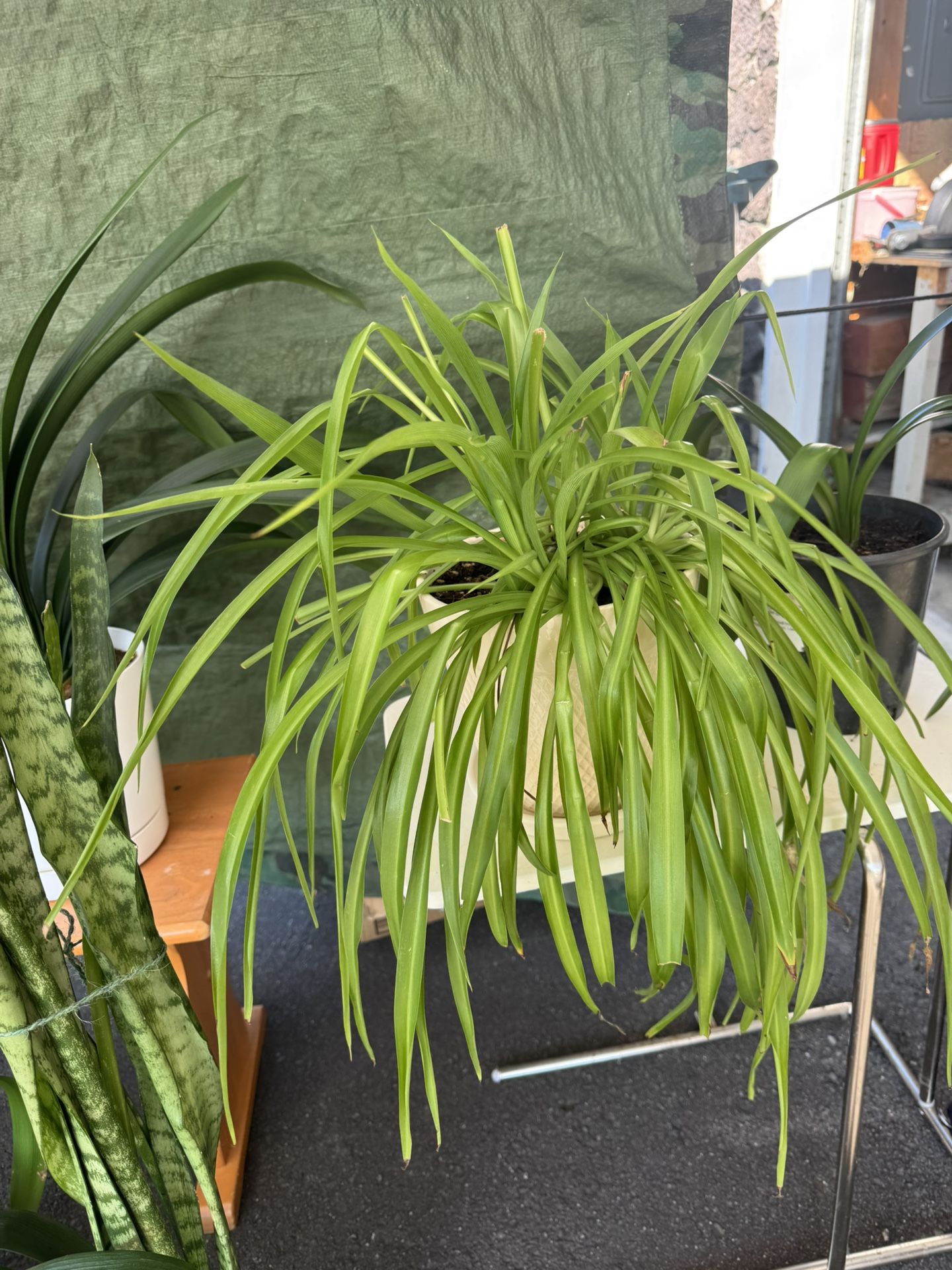 Plants sales