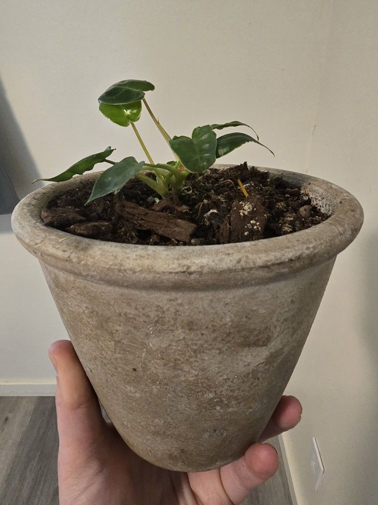 Philodendron Billietiae 