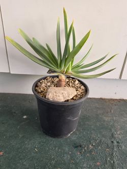 Fan Aloe (Aloe plicatilis) 2 heads