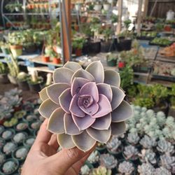 Succulents