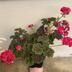 Exotic Geranium Double Flowers Plant, In 1 Gallon Pot Pick Up Only