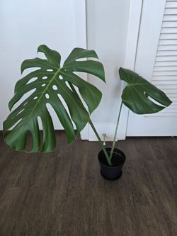 Monstera Deliciosa