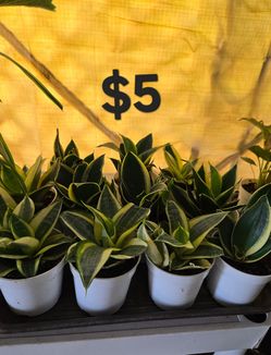 Snake plants